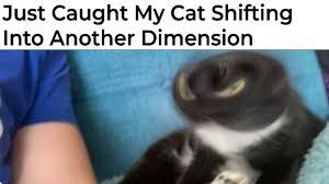 A blurred image shows a black and white cat appearing to rotate rapidly. The text above the cat reads, "Just Caught My Cat Shifting Into Another Dimension."