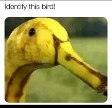 A photo of a yellow object that looks like a banana duck hybrid. The text on the image says, "Identify this bird!"