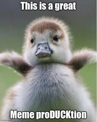 A fluffy duckling stands with its wings slightly extended. Text on the image reads, "This is a great" above the duckling and "Meme proDUCKtion" below.