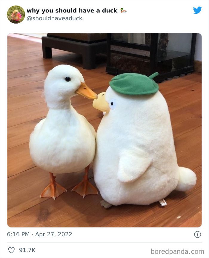 A white duck is next to a white plush toy duck with a green hat.