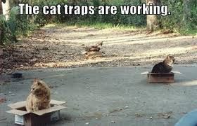 Three cats are sitting in cardboard boxes on a road. Text above them says, "The cat traps are working."