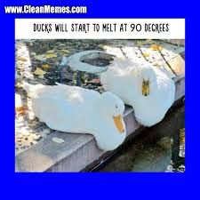 Two white ducks are sitting on the side of a body of water. The text on the image says "Ducks will start to melt at 90 degrees."