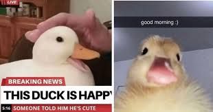 The image shows a split screen. On the left, a duck is being petted and a news banner reads "BREAKING NEWS THIS DUCK IS HAPPY 5:16 SOMEONE TOLD HIM HE'S CUTE". On the right, a close up of a duck with its mouth open and the text says "good morning :)".