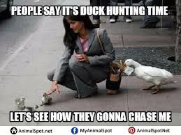 A woman in a suit is crouching down and feeding several small ducks. A white duck is standing in the background, seemingly watching the scene. The text on the image reads: "People say it's duck hunting time. Let's see how they gonna chase me."