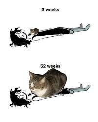 The image shows two drawings of a person lying down with a cat. The first drawing is labeled "3 weeks" and shows a small cat on the person's torso. The second drawing is labeled "52 weeks" and shows a much larger cat on the person's torso.