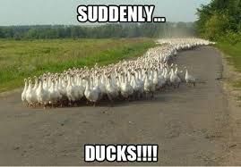 A large flock of white ducks is walking on a road. The text above the image reads "SUDDENLY..." and below the image it says "DUCKS!!!!".