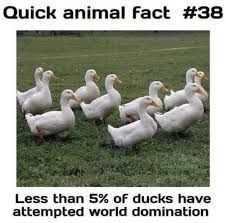 A photo shows several white ducks standing on a green grass field. The text on the image says: "Quick animal fact #38. Less than 5% of ducks have attempted world domination."