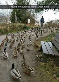 A person walks down a path where many ducks are gathered. The text overlay says, "I found my purpose in life. Duck King!"