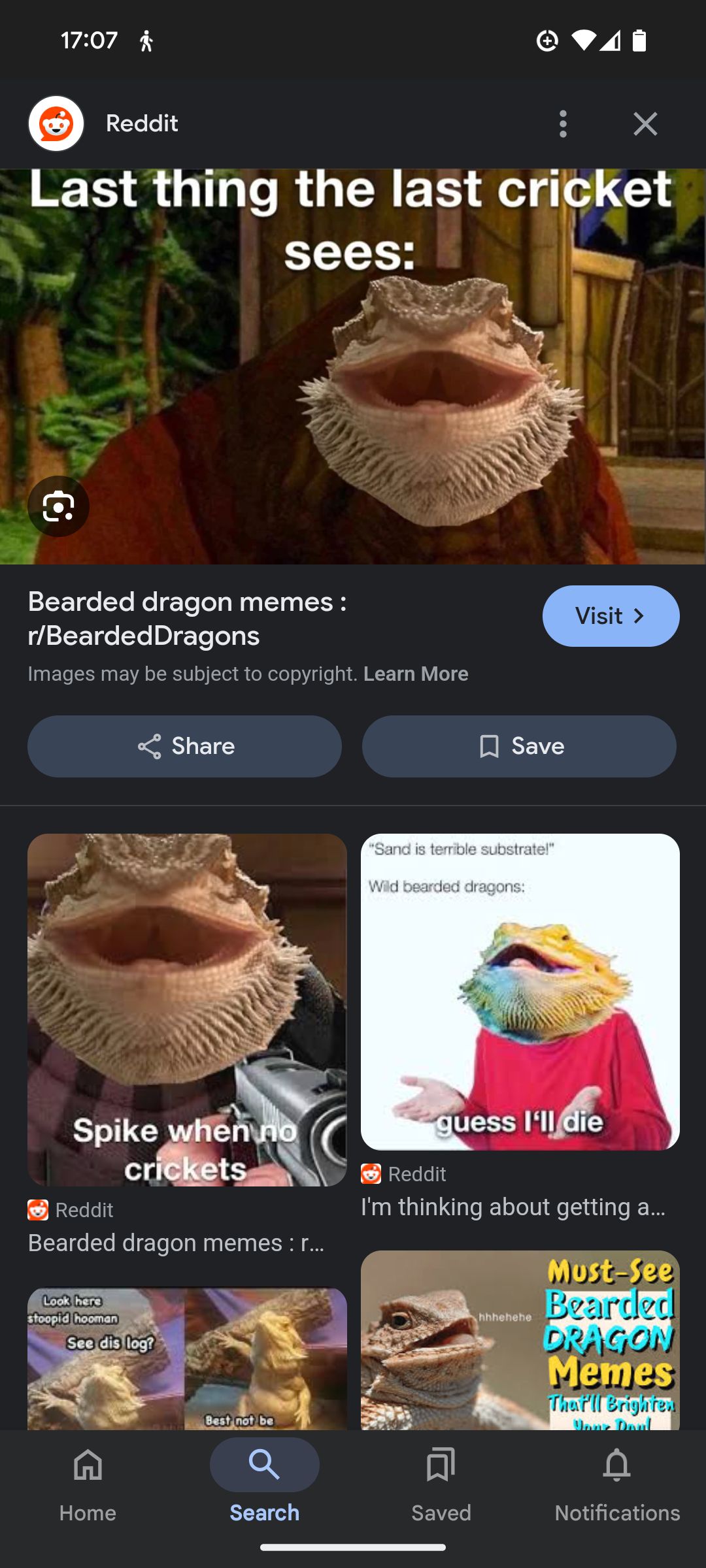 The image is a screenshot of a Google search result for "Bearded dragon memes". The main image on the search result shows a bearded dragon with its mouth open, along with the text "Last thing the last cricket sees:". Below are several other smaller images including one that says, "Spike when no crickets," another says "Guess I'll die" and one with the quote "Sand is terrible substrate".