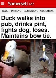 The image shows two pictures of a duck, one holding a pint of beer in its beak and the other wearing a bow tie. Above the pictures is a header that reads "SomersetLive" followed by "NEWS BATH LIVE TAUNTON LIVE WESTON LIVE", then the text "Duck walks into pub, drinks pint, fights dog, loses. Maintains bow tie."