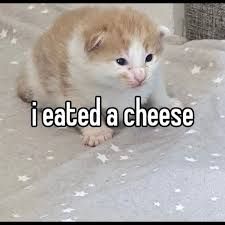 A small, light-orange and white kitten sits on a grey blanket with white stars. The text "i eated a cheese" is overlayed on the image.