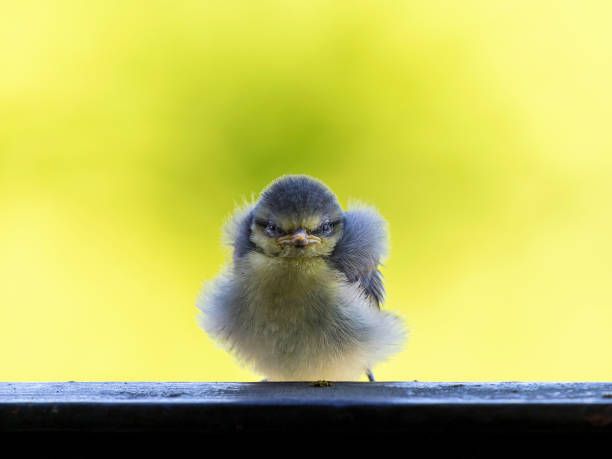 A small, fluffy bird with an angry expression sits on a dark ledge against a blurred yellow background. The bird looks directly at the viewer with a scowling face.