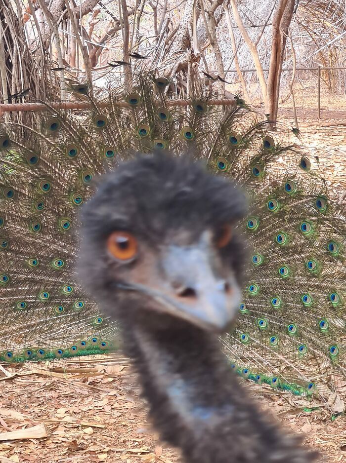 An emu looks directly at the camera with a peacock displaying its feathers in the background.