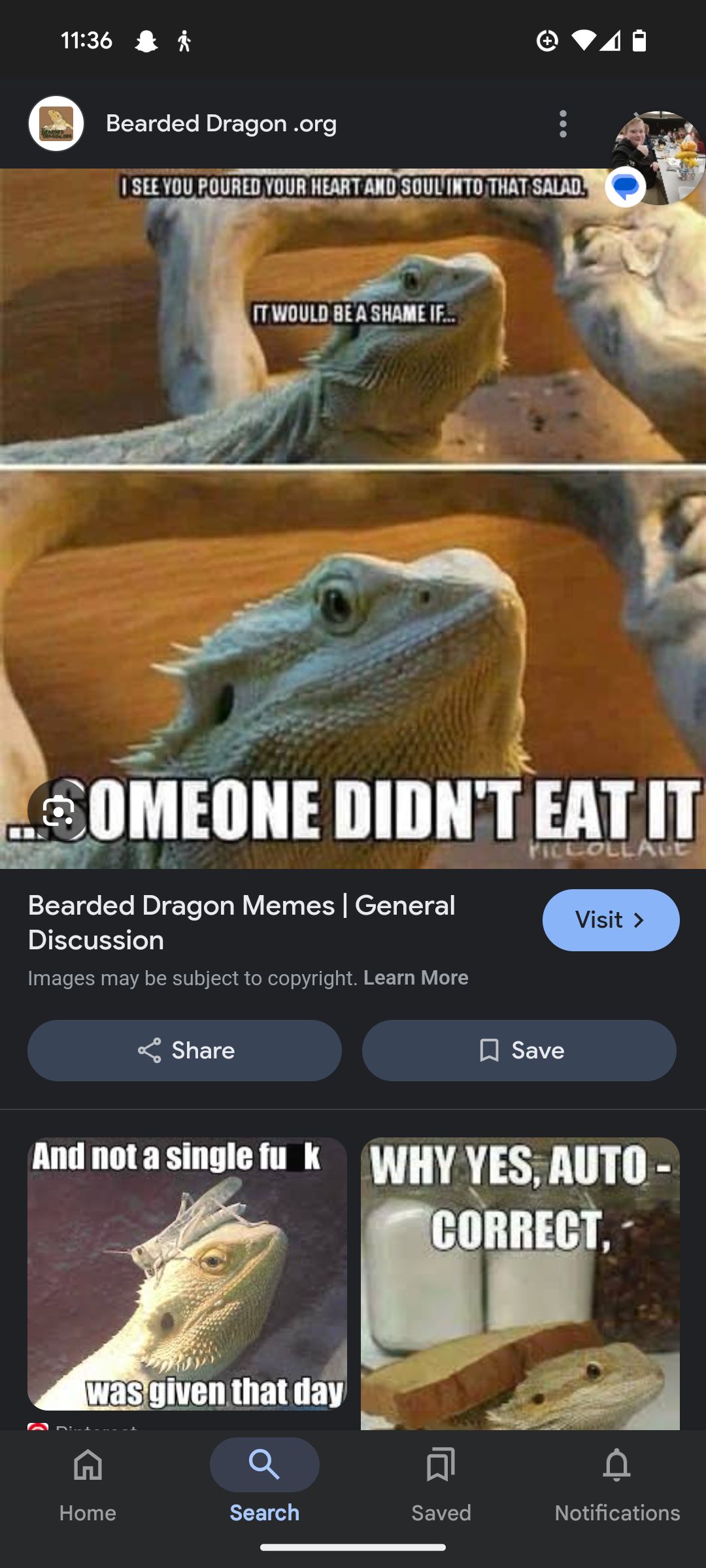 The image shows a bearded dragon in two panels. The top panel shows the lizard looking to the left with the text: "I see you poured your heart and soul into that salad. It would be a shame if..." The bottom panel shows the same lizard looking forward with the text: "...someone didn't eat it".