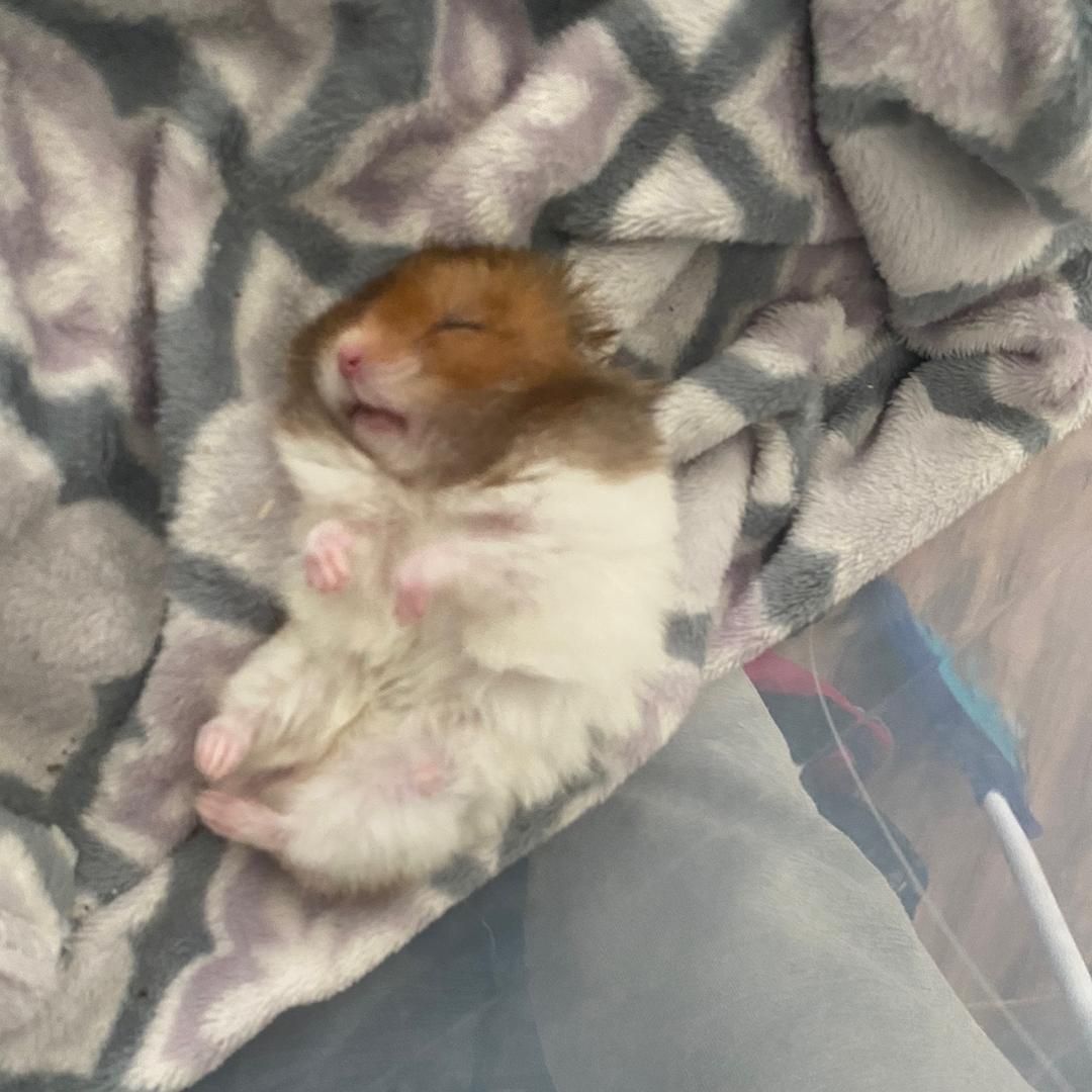 A brown and white hamster sleeps on its back with all four paws in the air while resting on a gray blanket.