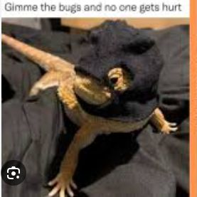 A bearded dragon lizard wears a black balaclava. The text overlay reads: "Gimme the bugs and no one gets hurt."