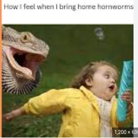 A picture shows a lizard with its mouth open next to a little girl in a yellow jacket who looks to the right with a surprised expression on her face. The text reads: "How I feel when I bring home hornworms."