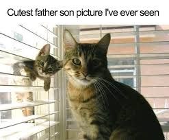 A picture of two cats, a big cat on the right side in front of window blinds and a small cat sticking its head out through the blinds on the left side. Text on top of the picture reads "Cutest father son picture I've ever seen."