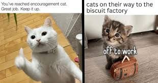 A split image showing a white cat giving a thumbs up on the left with the text "You've reached encouragement cat. Great job. Keep it up." and a small tabby kitten holding a small brown suitcase on the right with the text "cats on their way to the biscuit factory off to work".