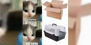 The image shows a split image of a kitten with text labels. The top image shows a cute kitten looking happy with the text "hehe" below it. The bottom image shows the same kitten with a slightly sad expression with the text "not hehe" below it. To the right, two different types of containers are shown: an open cardboard box above and a plastic pet carrier below.