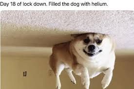 An image of a brown and white dog attached to the ceiling. The text on the image reads: "Day 18 of lock down. Filled the dog with helium."