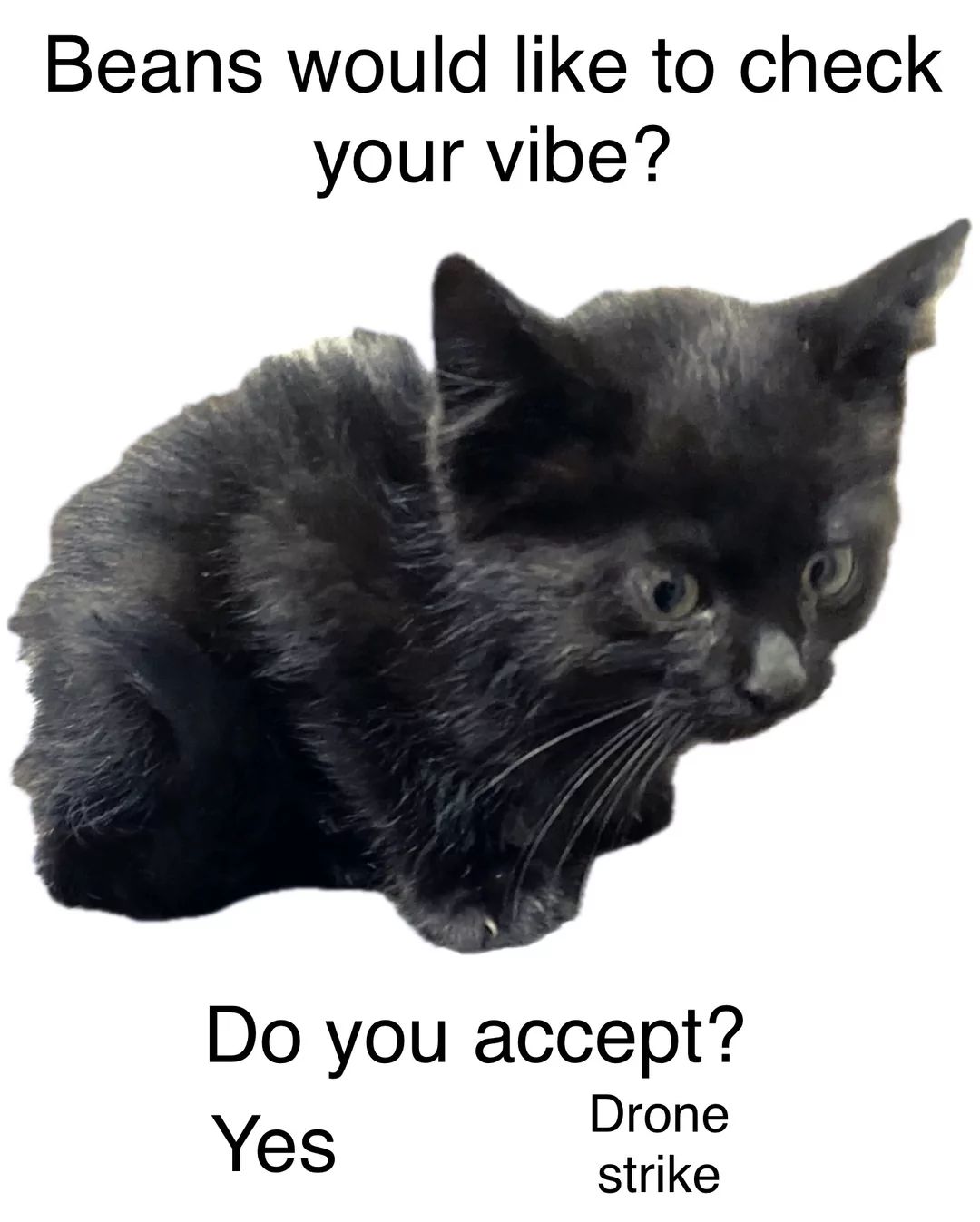 A black kitten is pictured against a white background. Text reads "Beans would like to check your vibe?" and "Do you accept?" underneath. There are two choices under the question: "Yes" and "Drone strike."