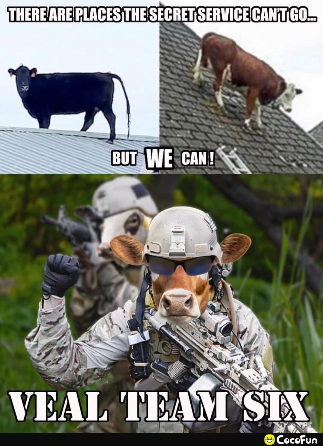 The image contains three sections. The top two show separate cows on roofs, a black cow and a brown and white cow. The bottom section depicts a cow dressed as a soldier, wearing a helmet, sunglasses, and holding a gun, in front of two other cow soldiers.