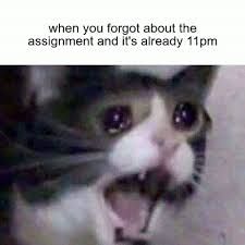 A blurry, close-up image of a cat looking distressed with wide eyes and mouth open. Above the cat, there is text that reads: "when you forgot about the assignment and it's already 11pm".