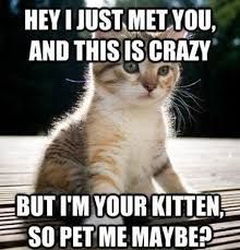 A cute kitten sits on a wooden surface. The text overlaid on the image reads: "HEY I JUST MET YOU, AND THIS IS CRAZY. BUT I'M YOUR KITTEN, SO PET ME MAYBE?"